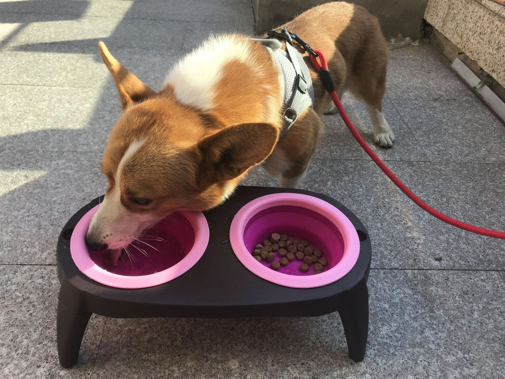 Portable Folding Pet Bowl Set – Collapsible Dog & Cat Food and Water Travel Bowls