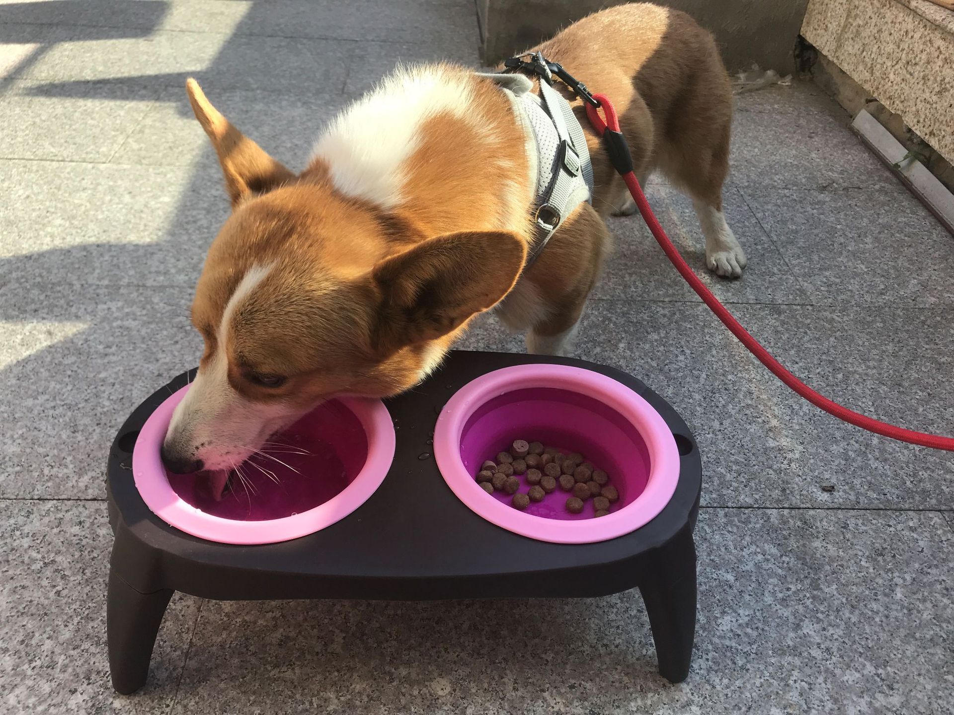 Portable Folding Pet Bowl Set – Collapsible Dog & Cat Food and Water Travel Bowls