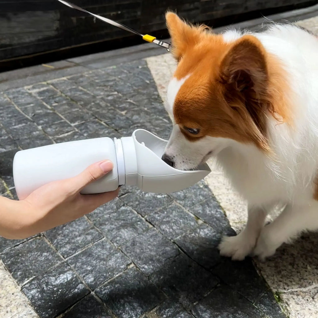 Portable Dog Water Bottle – Foldable Travel Water Cup for Pets
