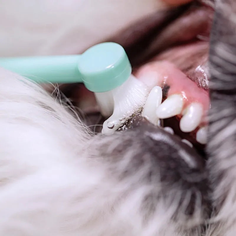 Pet Toothbrush for Dogs & Cats – Soft Mini Head Brush for Gentle Teeth Cleaning | Oral Care & Fresh Breath